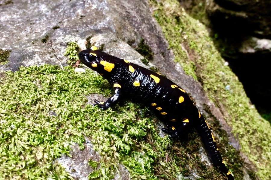 Fuoco cammina con me: la leggenda della salamandra
